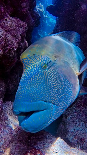 😍 Napoleon fish get their name (one of many) from the distinctive hump on their forehead, which resembles the hat of the French emperor Napoleon Bonaparte. . #mares #wearemares | Shannon Myers