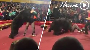 Video show circus bear mauling trainer at Russian circus
