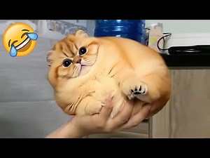 Funniest Animals 😹 Hilarious Pet Reactions from Cats and Dogs 🐶😂