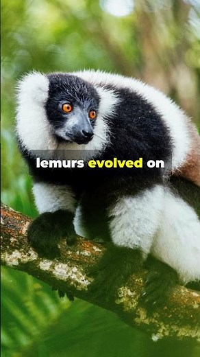 Lemurs: Madagascar's Living Fossils