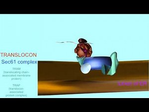 TRANSLOCATION OF PROTEINS TO RER