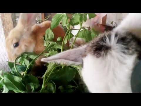 Baby Goat & Rabbit Share Sunflower Meal — Pure Farm Peace 🌻🐐🐰