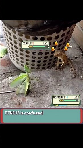 Lizard VS Mantis in Pokemon Real Life! - EeveeSite #pokemon #pokemonbattle #irlpokemon #funnyanimals