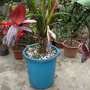 1M views · 9.4K reactions | How to Grow Bananas Effectively Secrets to High Yield and Delicious Fruit | H&H Balcony & Garden | Facebook