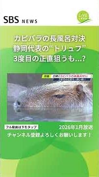 Capybara long bath showdown: Where did Izu Cactus Zoo's Truffle come in? #SBSNEWS #shorts