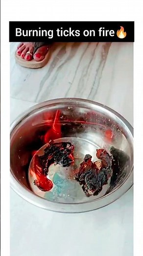 Burning TICKS On Fire🔥