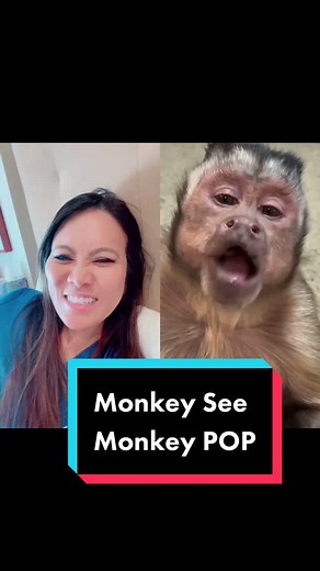 George the Monkey Future Dermatologist? | Dr Pimple Popper Merch
