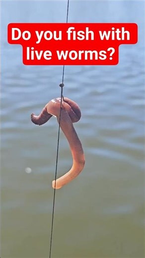 Do you fish with nightcrawers?