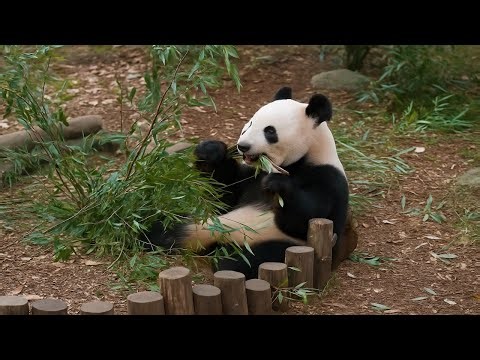Watching a Panda Eat Bamboo Is Pure Inner Peace