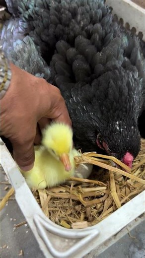 Have u ever hatched ducks inside hen