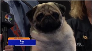 The National Dog Show Highlights: Vito the Pug's Winning Moment & More