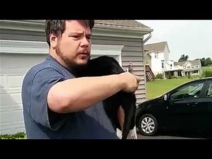 How to play the bagpipe cat