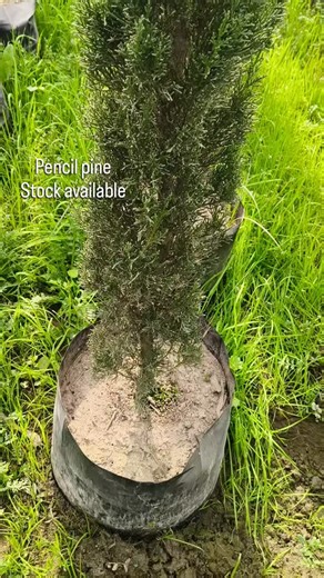 UNIVERSAL GARDEN AND TIMBERS NURSERY SAHARANPUR | The "Pencil Pine" most commonly refers to the Italian Cypress (Cupressus sempervirens 'Glauca' or similar fastigiate cultivars), which is... | Instagram
