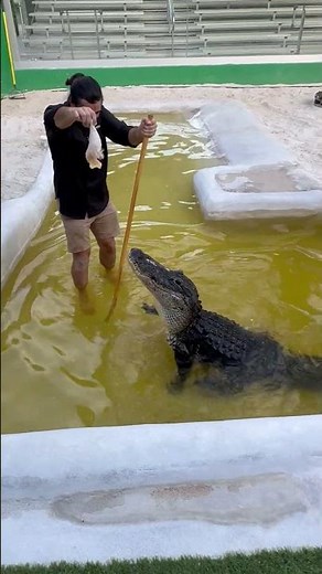 Rescued alligator, jumping for chicken at Everglades Holiday Park