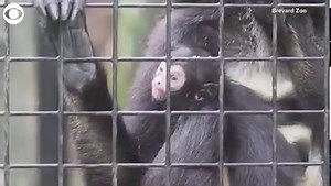 5.1K views · 158 reactions | AW! Check out this newborn, black-handed spider monkey hanging out with its mom at the Brevard Zoo in Florida. The zoo says the baby was born early Friday and "is doing well, holding on strong to mom and nursing successfully." More trending stories >> kiro.tv/3ksZXKp | KIRO 7 News | Facebook