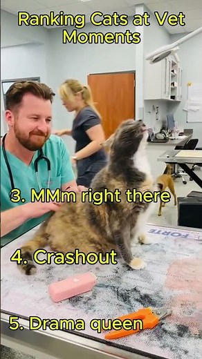 Cats vs Vets: Funniest Moments Ranked 😂😹 #catvideos #funny #catshorts