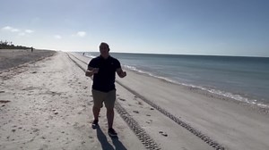 Red tide toxins found to transfer from nesting sea turtles to hatchlings