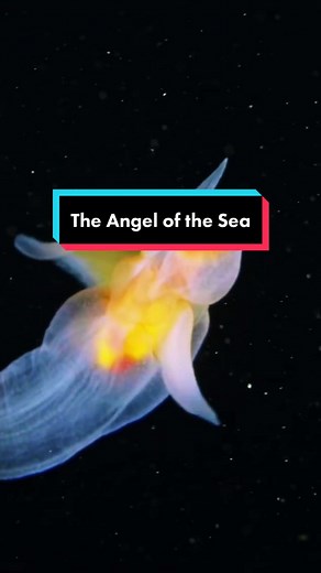 Fascinating Facts About Sea Angels - Tiny Creatures of the Arctic and North Atlantic Oceans