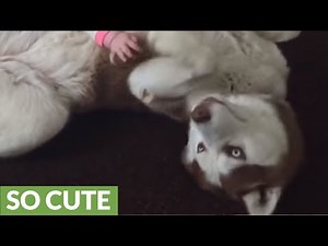 Siberian Husky playing gently with 7-month-old baby