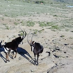 Sable Bulls sizing up each other | Lategan Safaris