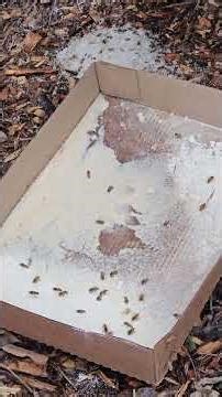 Feeding Michigan Honeybees Homemade Pollen Substitute (powder form) on March 7, 2026.