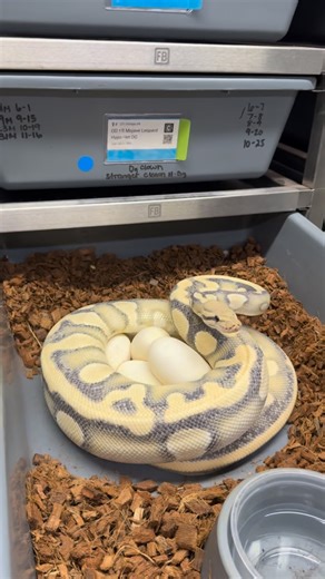Miguel Garcia on Instagram: "This is how we pull a clutch/eggs out of our female Ball Pythons … I get asked a lot by non snake people how we this so here it is 💪🏼 #alwaysevolvingpythons #pythons #scales #evolving #bigdawg #ballpythonsofinstagram #ballpython #freegiveaway #contest #winner # #scales #snakemorphs #reptiles #snakesofinstagram #paintjobs #breeder #ballpythonbreeder #raresnake #highqualitymorphs #ballpythons #morphs"