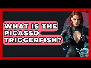 What Is The Picasso Triggerfish? - The Marine Life Explorer