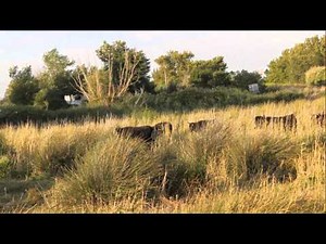 Lo Chavalet blanc (Le petit cheval blanc) chanté par Claude Marti