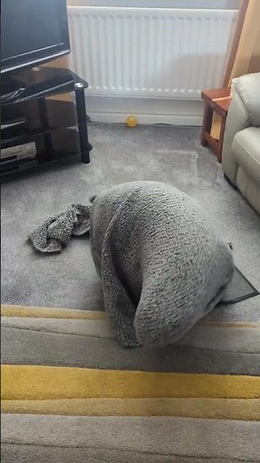 Frank the Tank English bull terrier