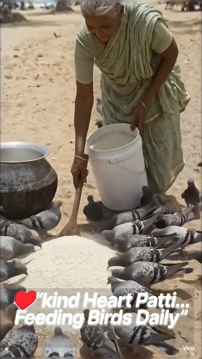 Patti Cooking Rice & Feeding Pigeons at Beach 🐦❤️ #Shorts