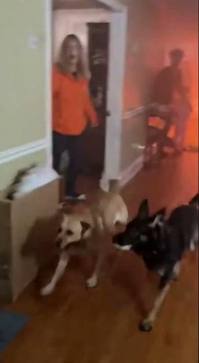 The dogs are trying to put out the fire.😅