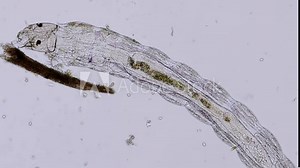 insect larva ( Orthocladiinae - diptera order) under the microscope - light microscope x100 magnification