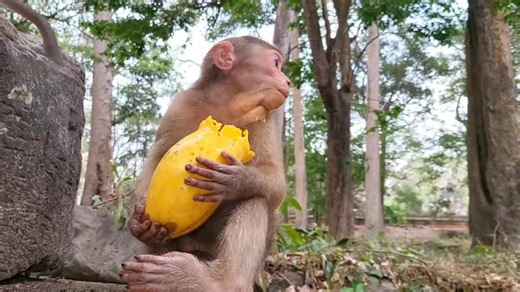 👨‍💻This is another monkey abandoned in the group, Sovanna, who was named Baloo. These little monkeys cannot find food on their own in the natural environment, so they must be fed for some time👨‍💻. | Stop Abuse to Baby Monkeys