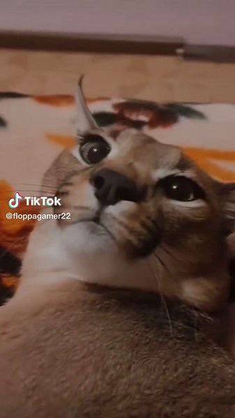 Adorable Floppa Cat Memes and Gamer Moments Compilation