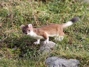 Hermelina – mamiferul agil din familia Mustelidelor