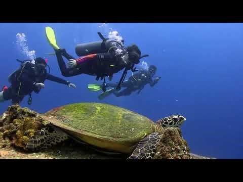 Incredible Diver Encounter with a Sea Turtle | Underwater World 4K