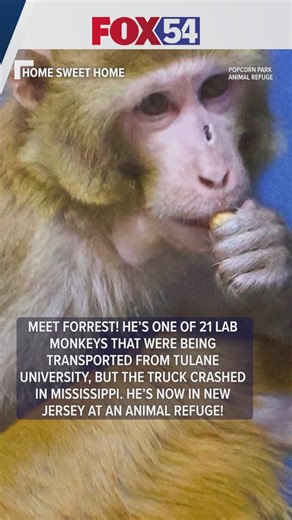 HOME SWEET HOME: Lab monkey retires at animal refuge