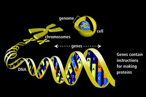 Genes, Mutations, and Genetic Inheritance