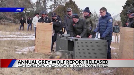 Colorado wolves were in several areas near Denver metro cities this year: Report