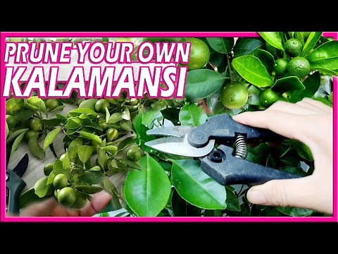 Kalamansi Pruning Tips Best Method Prune Paano mag Pruning ng Calamansi sa Container Manila London