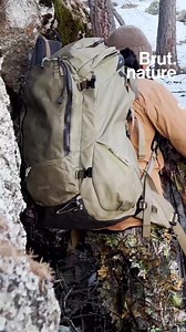 93K views · 1.1K reactions | "On peut tuer quasiment 200 loups en...