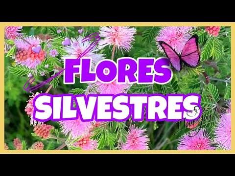 FLORES 🌸🌿🌼🌿🌺 SILVESTRES DEL CAMPO 2025 😍😍!!
