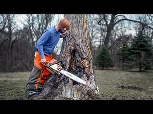 Rotten Shagbark Hickory Tree Removal