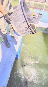 Sono arrivate le fattirici🐷 Ultimo periodo di pesca al pesce gatto Nostrano fino a venerdì 17 ottobre compreso. Da sabato 18 Ottobre si comincia con la stagione di pesca alla trota | Pesca Sportiva dalla Maria