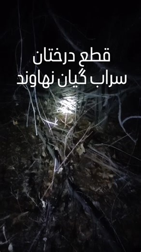 morteza kiyani on Instagram‎: "امروز با تماس یکی از دوستان این تنه های درختان رو دیدیم که دزدان قطع کرده بودند؛ لذا با اقای میلاد کیانی عضو شورای شهر تماس گرفتیم و ایشان با پاسگاه هماهنگ کرد و موضوع را صورت جلسه کردند. حالا سوال . چه‌ کسی مسئول این تخریب گسترده بزرگترین جنگل غرب کشور است؟ چنانچه در سالیان قبل هم شاهد قطع گسترده درختان بوده ایم و بعضا کوره های ذغال سازی در داخل جنگل !!! آیا بهتر نیست مسئولین امر به جای صرف بودجه های انچنانی برای اینهمه تجهیزات غیرضروری مانند برق و پارکینگ و سکو و