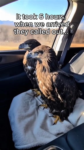 @yamatosenseii on Instagram: "The Summer Guests In the heart of a rare, snowless Alaskan summer, the tundra was painted in vibrant greens and purples. Yamato, a man born and raised in the rugged landscapes of the North, was preparing his old 4x4 for a supply trip. When he popped the trunk to check his gear, he didn't find his spare tire—he found two large, speckled eggs nestled in a pile of burlap sacks. An eagle had likely mistaken the quiet, stationary vehicle for a safe nesting spot during th