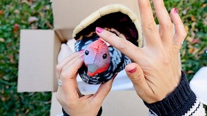 In this season of thanks, adopting a Wild Turkey for yourself or a bird lover in your life is a great way to show your gratitude for birds and the joy they bring to our world—and your commitment to their protection! Today is the last day to order to get yours in time for Thanksgiving: https://bit.ly/35r6UY7 | National Audubon Society