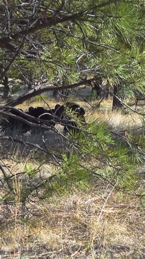 Do you think Merriam's sound funny? #speakthelanguage #hunting #turkey #turkeyhunting