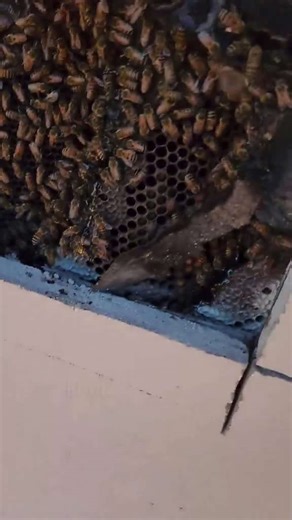 Uncovering a Massive 5-Year-Old Beehive Hidden in a Wall