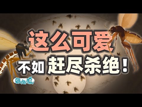 Identification of common small flying insects in the family! Teach you how to kill them